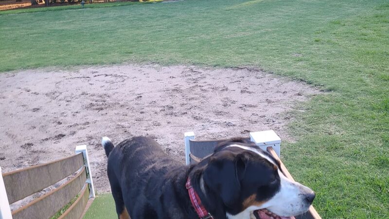 Landings Dog Park (member only) - Savannah, GA