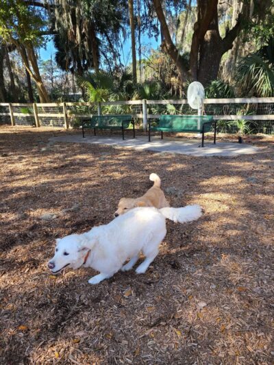Landings Dog Park (member only) - Savannah, GA