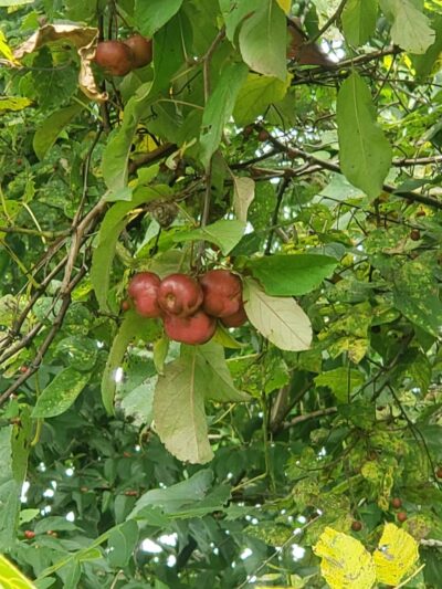 Ickesburg Park - Saville Township, PA