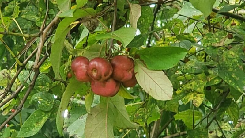 Ickesburg Park - Saville Township, PA