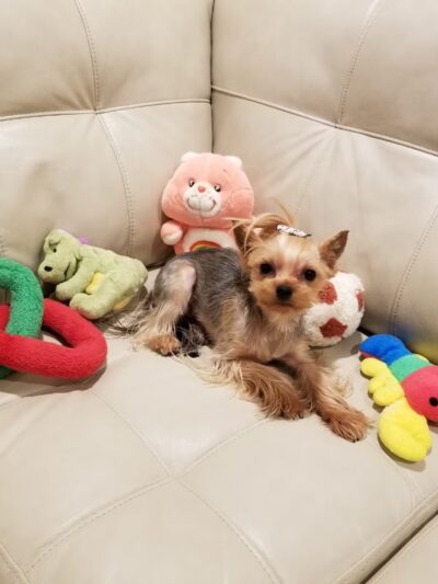 2S Dog House - Scarsdale, NY