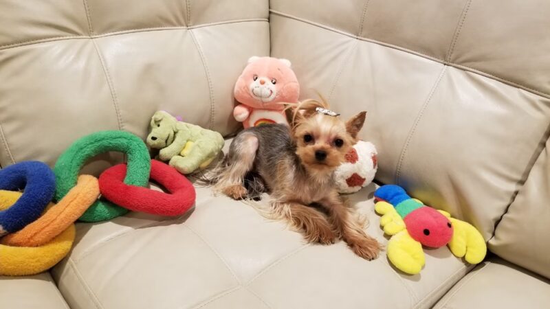 2S Dog House - Scarsdale, NY