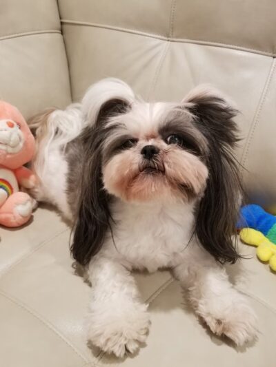 2S Dog House - Scarsdale, NY