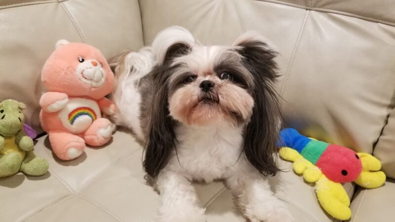 2S Dog House - Scarsdale, NY