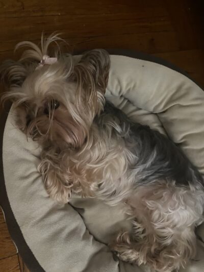 2S Dog House - Scarsdale, NY