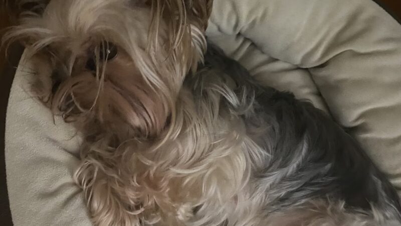 2S Dog House - Scarsdale, NY