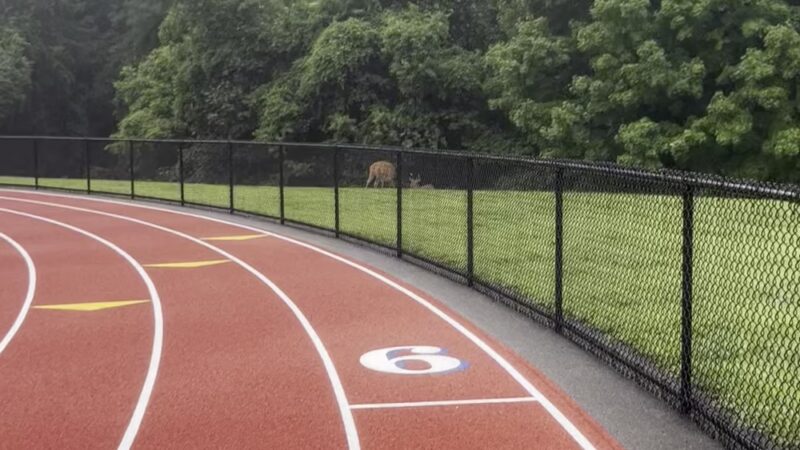 Blandford Field - Scarsdale, NY