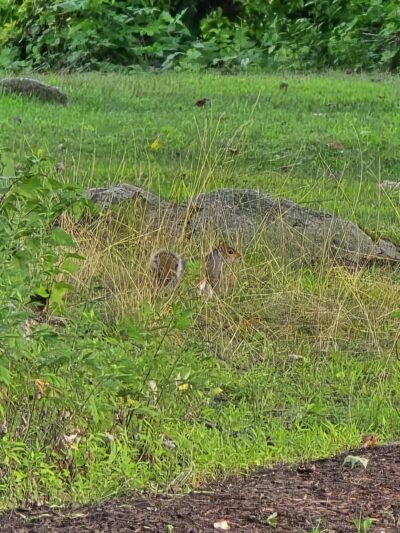 Chase Park - Scarsdale, NY