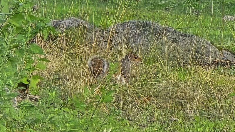 Chase Park - Scarsdale, NY