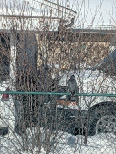 Elaine Bond Park - Schaumburg, IL