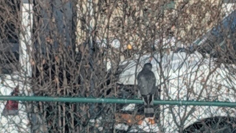 Elaine Bond Park - Schaumburg, IL