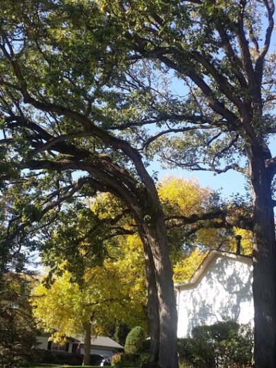 Oak Hollow Park - Schaumburg, IL