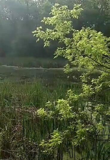 Oak Hollow Park - Schaumburg, IL
