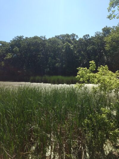 Oak Hollow Park - Schaumburg, IL