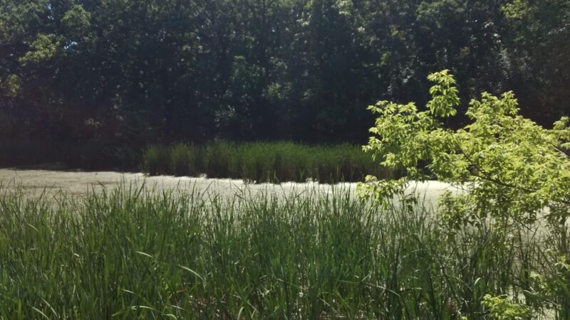 Oak Hollow Park - Schaumburg, IL