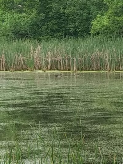 Oak Hollow Park - Schaumburg, IL