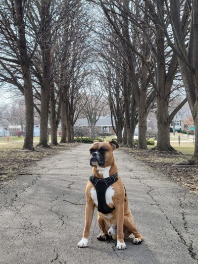 Woodstock Park - Schaumburg, IL