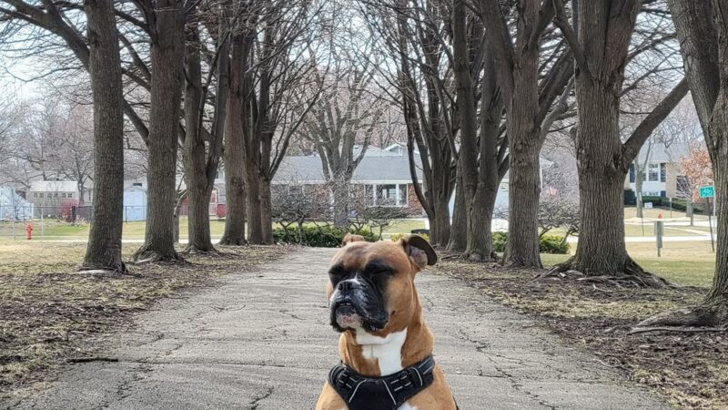 Woodstock Park - Schaumburg, IL