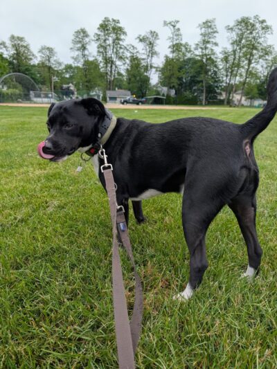 Farley Avenue Park - Scotch Plains, NJ