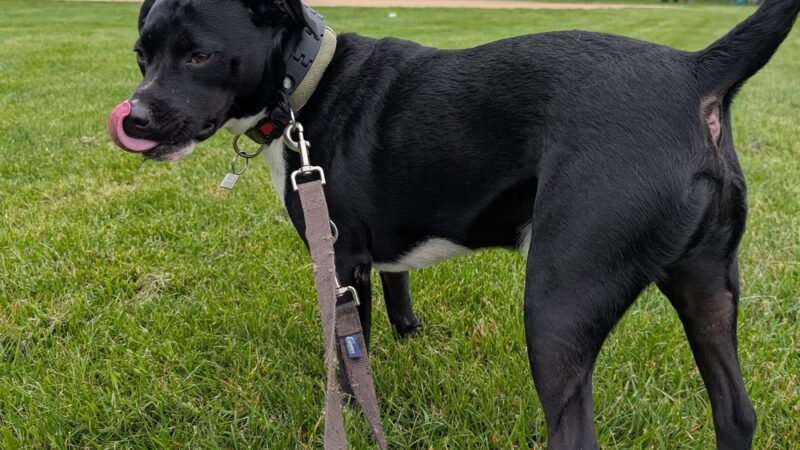 Farley Avenue Park - Scotch Plains, NJ