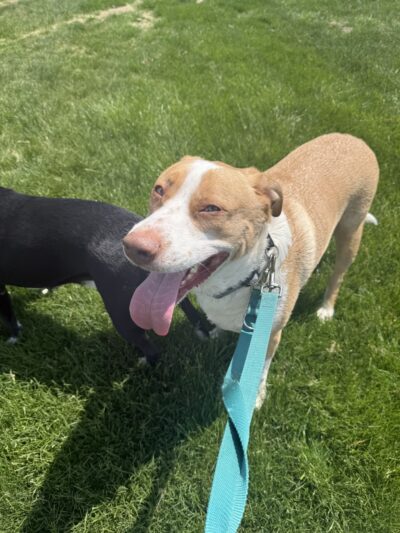 Farley Avenue Park - Scotch Plains, NJ