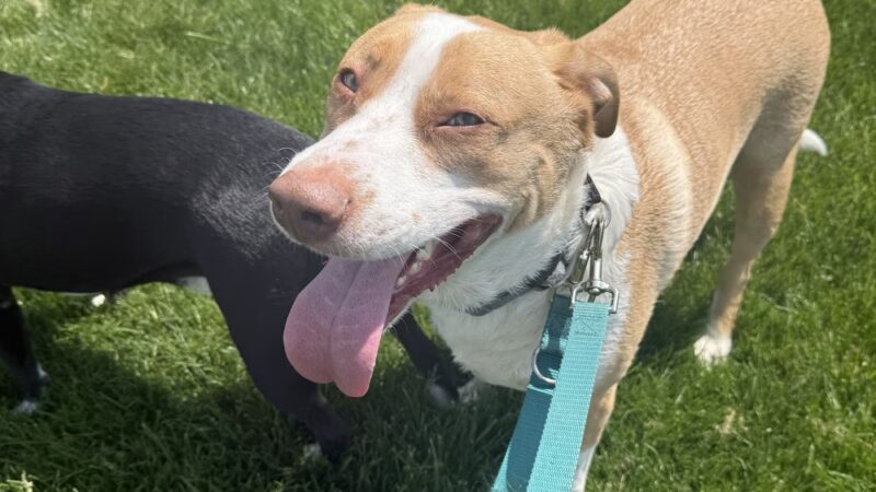 Farley Avenue Park - Scotch Plains, NJ