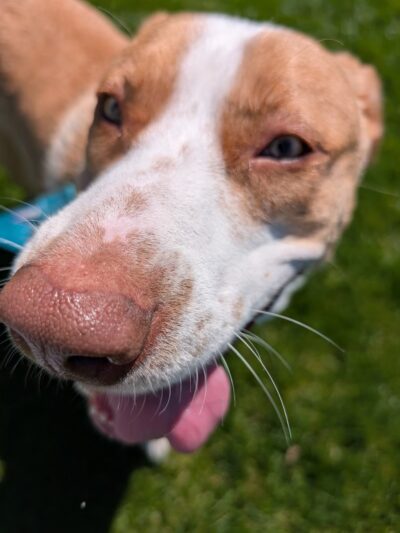 Farley Avenue Park - Scotch Plains, NJ