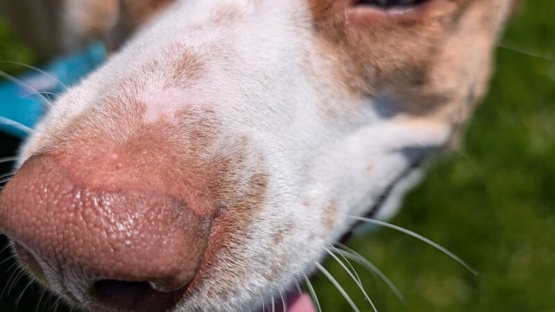 Farley Avenue Park - Scotch Plains, NJ