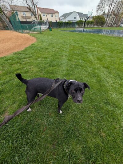 Farley Avenue Park - Scotch Plains, NJ