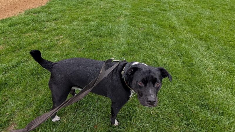 Farley Avenue Park - Scotch Plains, NJ