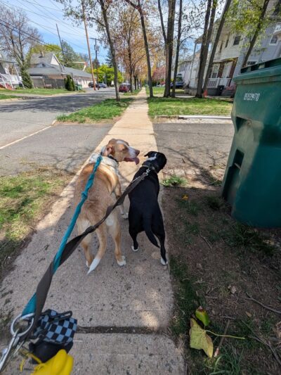 Farley Avenue Park - Scotch Plains, NJ