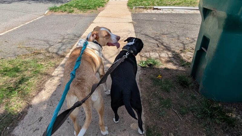 Farley Avenue Park - Scotch Plains, NJ