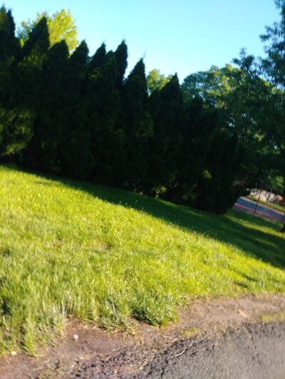 Green Forest Park - Scotch Plains, NJ