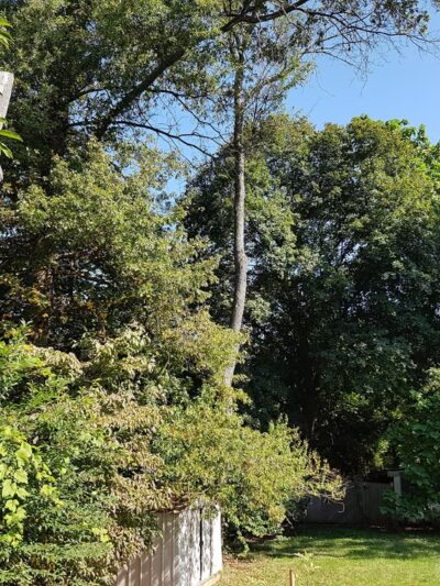 Green Forest Park - Scotch Plains, NJ