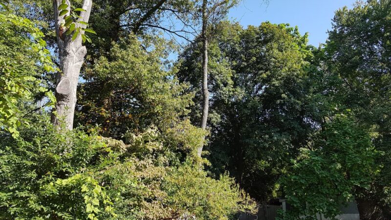 Green Forest Park - Scotch Plains, NJ