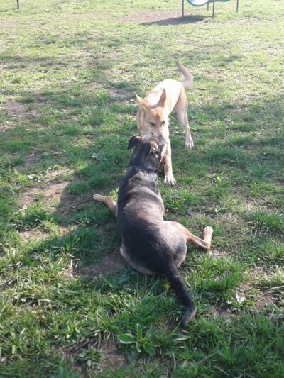 Dog Park - Scott AFB, IL