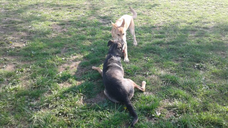 Dog Park - Scott AFB, IL