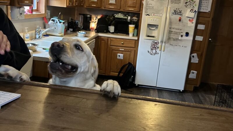 The Pet Plantation - Scott Depot, WV