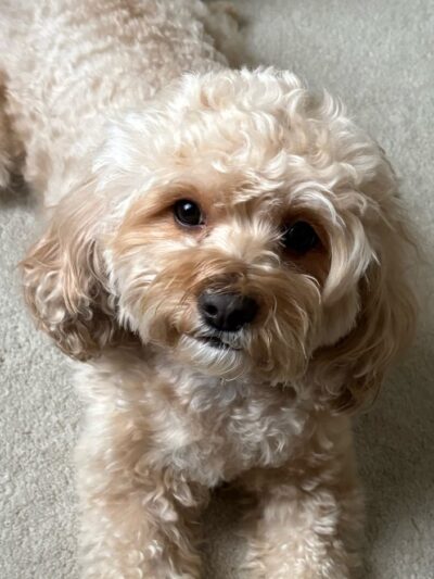 The Pet Plantation - Scott Depot, WV