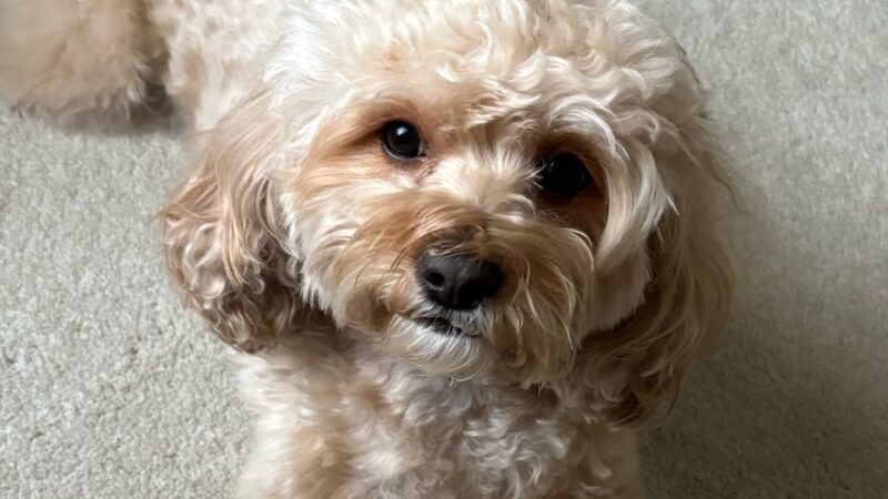 The Pet Plantation - Scott Depot, WV