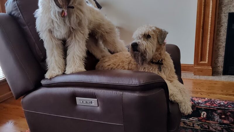 The Pet Plantation - Scott Depot, WV