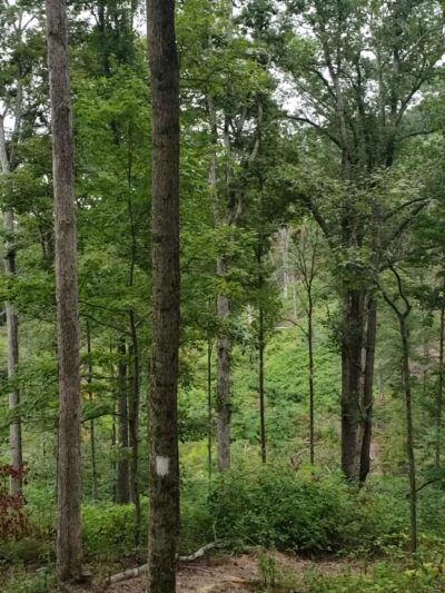 Spurgeon Hollow Trailhead KT - Scottsburg, IN