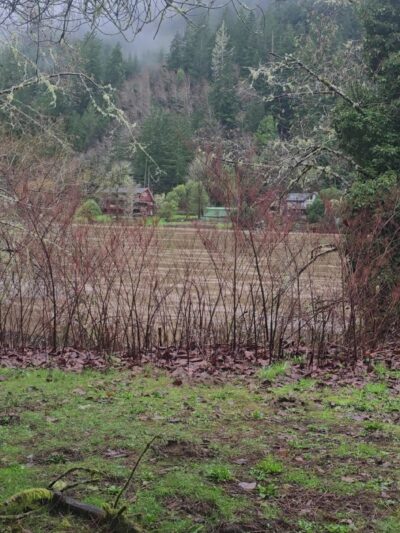 Scottsburg County Park - Scottsburg, OR