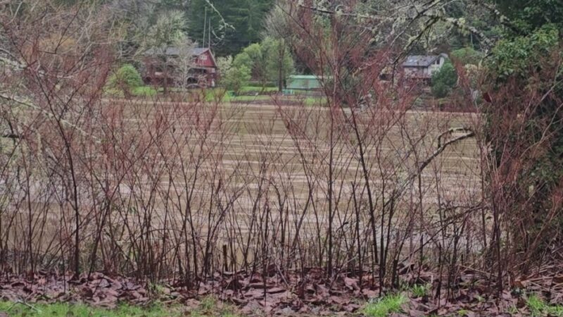 Scottsburg County Park - Scottsburg, OR