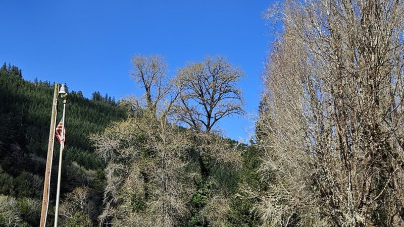 Scottsburg County Park - Scottsburg, OR