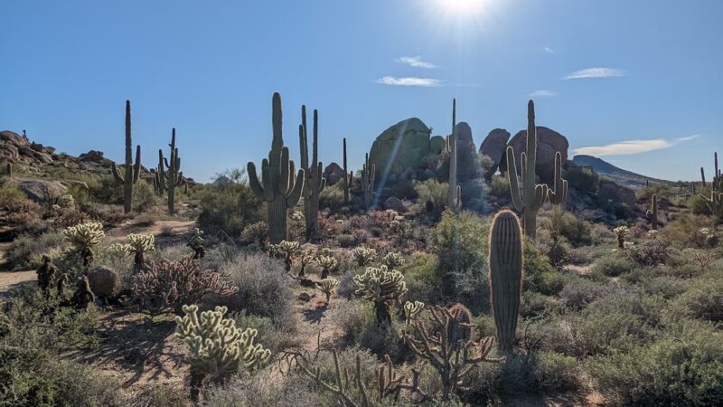 Brown’s Ranch Trailhead - Scottsdale, AZ