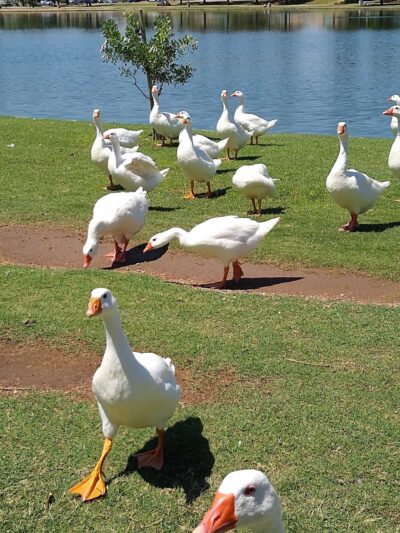 Chaparral Park - Scottsdale, AZ