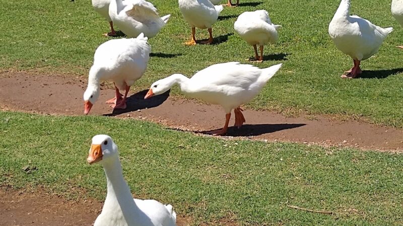Chaparral Park - Scottsdale, AZ