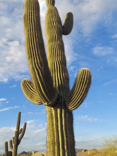 George 'Doc' Cavalliere Park - Scottsdale, AZ