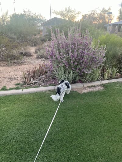 Grayhawk Park - Scottsdale, AZ